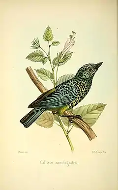 Description de l'image A monograph of the birds forming the tanagrine genus Calliste (Pl. XI) (7895422498).jpg.