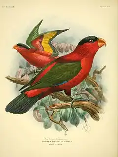 Description de l'image A monograph of the lories, or brush-tongued parrots (Plate XVI) (8006795212).jpg.