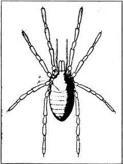 Description de l'image A monograph of the terrestrial Palaeozoic Arachnida of North America progress Page65 fig 66 frame.png.