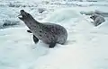 Une femelle léopard de mer protégeant son petit.