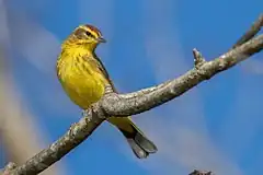 Description de l'image A palm warbler.jpg.