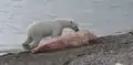 Un Ours polaire mangeant une carcasse de narval .