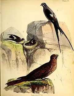 Description de l'image A popular history of birds (19392593238).jpg.