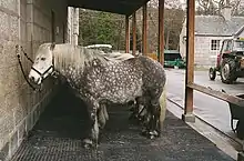 Gros poney gris pommelé vu de profil dans une grange.