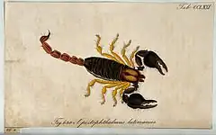 Description de l'image A scorpion; Opistophthalmus latimanus. Coloured engraving. Wellcome V0022416.jpg.