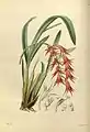 James Bateman, A second century of orchidaceous plants