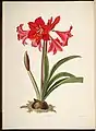 Planche botanique de 1831 (hybride Hippeastrum ×johnsonii).