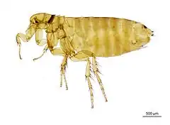 Description de l'image A slide image of the housemartin flea - Ceratophyllus Ceratophyllus hirundinis (Curtis, 1826).jpg.