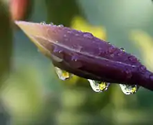 Gouttes d'eau réfractant une petite fleur.