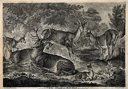 Un cerf et un groupe de cerfs se reposant près d'un petit lac dans une forêt, eau-forte de Miller d'après Johann Elias Ridinger (Wellcome Collection).