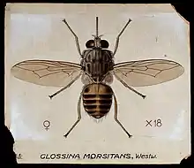 Famille Glossinidae, Glossina morsitans, une Mouche tsé-tsé.