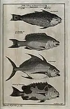 A variety of fish from the Sierra Leona, including a parrot (n. d., Wellcome Collection).