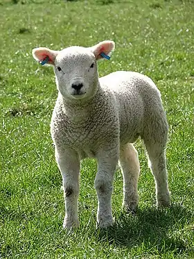 Image illustrative de l’article Agneau du Poitou-Charentes