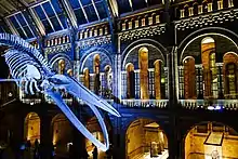 Image d'un squelette de baleine, éclairé de bleu, et pendu dans un grand bâtiment en pierre