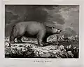 A white bear encountered by Captain Cook, d'après John Webber, ca. 1777-1780.
