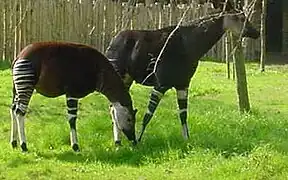 Okapis