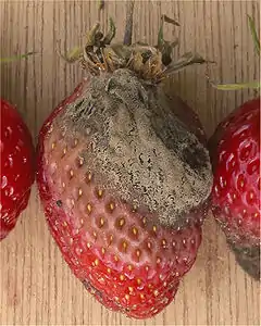 Pourriture de la fraise (rare chez la fraise des bois, fréquente en culture industrielle)