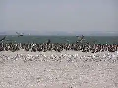 Oiseaux sur la pointe de Belossaraï.