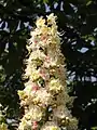 Inflorescence du marronnier d'Inde