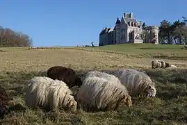 Le château depuis la façade sur l'océan et brebis basques.