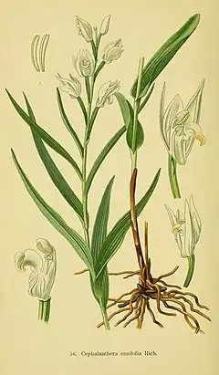 Illustration botanique d'une plante aux longues feuilles vertes et aux fleurs blanches. Sont également visibles l'appareil racinaire et des diagrammes floraux.