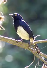 Spréo d'Abbott (Cinnyricinclus femoralis).