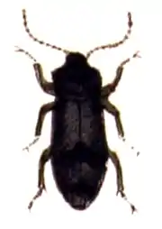 Abdera bifasciata