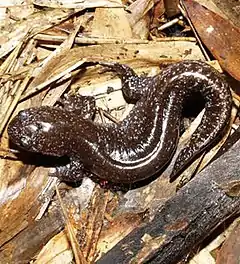 Description de l'image Abe's salamander, Hynobius abei.jpg.