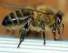 Favorite de l'apiculture en Europe, sous-espèce de la précédente, l'Abeille noire : Apis mellifera mellifera.