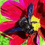 Abeille charpentière (ici Xylocopa violacea)