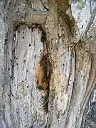 Abeilles dans un tronc d'arbre (marais poitevin)