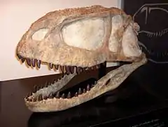 Crâne d'Abelisaurus, reconstitué hypotéhtiquement à partir des fragments conservés en Argentine.