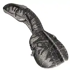 Abelisaurus