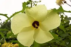 Description de l'image Abelmoschus manihot Flower 3000px.jpg.