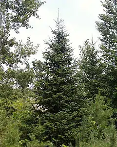 Sapin baumier, Abies balsamea.