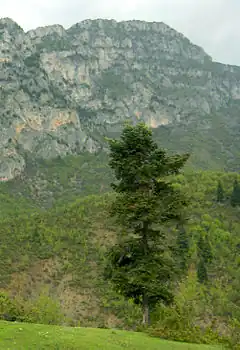 Description de l'image Abies borisii-regis Albania.jpg.