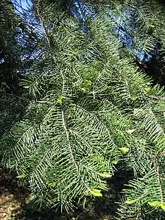 Description de l'image Abies concolor subspr lowiana 01.jpg.