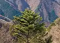 Photo couleur d'un sapin isolé parmi des arbres sans feuilles. L'arrière-plan est constitué des pentes boisées (bandes vertes et brunes) d'un massif montagneux.