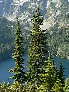 Sapin subalpin dans le parc national des North Cascades.