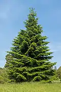 Abies pinsapo (Pinophyta, conifères)