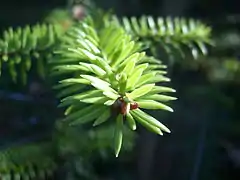 Description de l'image Abies recurvata bud foliage.JPG.