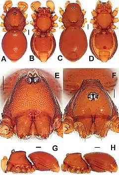 Description de l'image Ablemma malacca (10.3897-zookeys.661.10677) Figure 7.jpg.