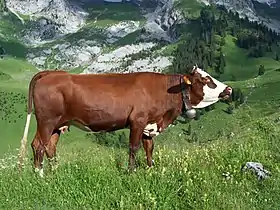 vache acajou à tête blanche et yeux cerclés en pâturage montagnard.