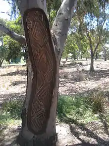 Cicatrice d'arbre créée en 2012 et ornée de dendroglyphes.