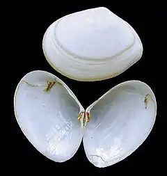 Abra alba (famille des Semelidae).