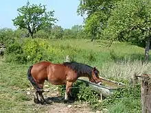 Cheval de profil buvant dans son abreuvoir dans son pré.