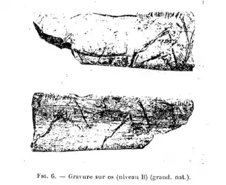 Chevaux gravés sur os (en haut : adulte et poulain ?).Niveau B