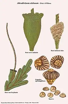 Description de l'image Abrodictyum stylosum (Trichomanes achilleifolium).jpg.