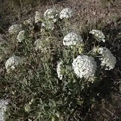 Description de l'image Abronia fragrans habitus1.jpg.