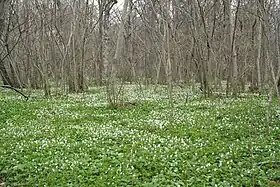 Sous-bois sur l'île Abruka au printemps